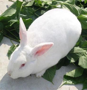 兔子活体大巨型肉兔新西兰比利时肉兔花巨兔月月兔可长20斤