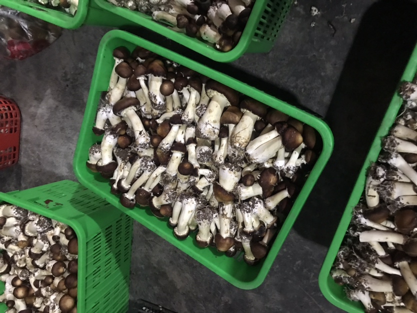 图中展示了刚采摘的赤松茸,菌盖完整、色泽鲜亮,呈现自然白色至浅褐色 赤松茸的新鲜状态展示