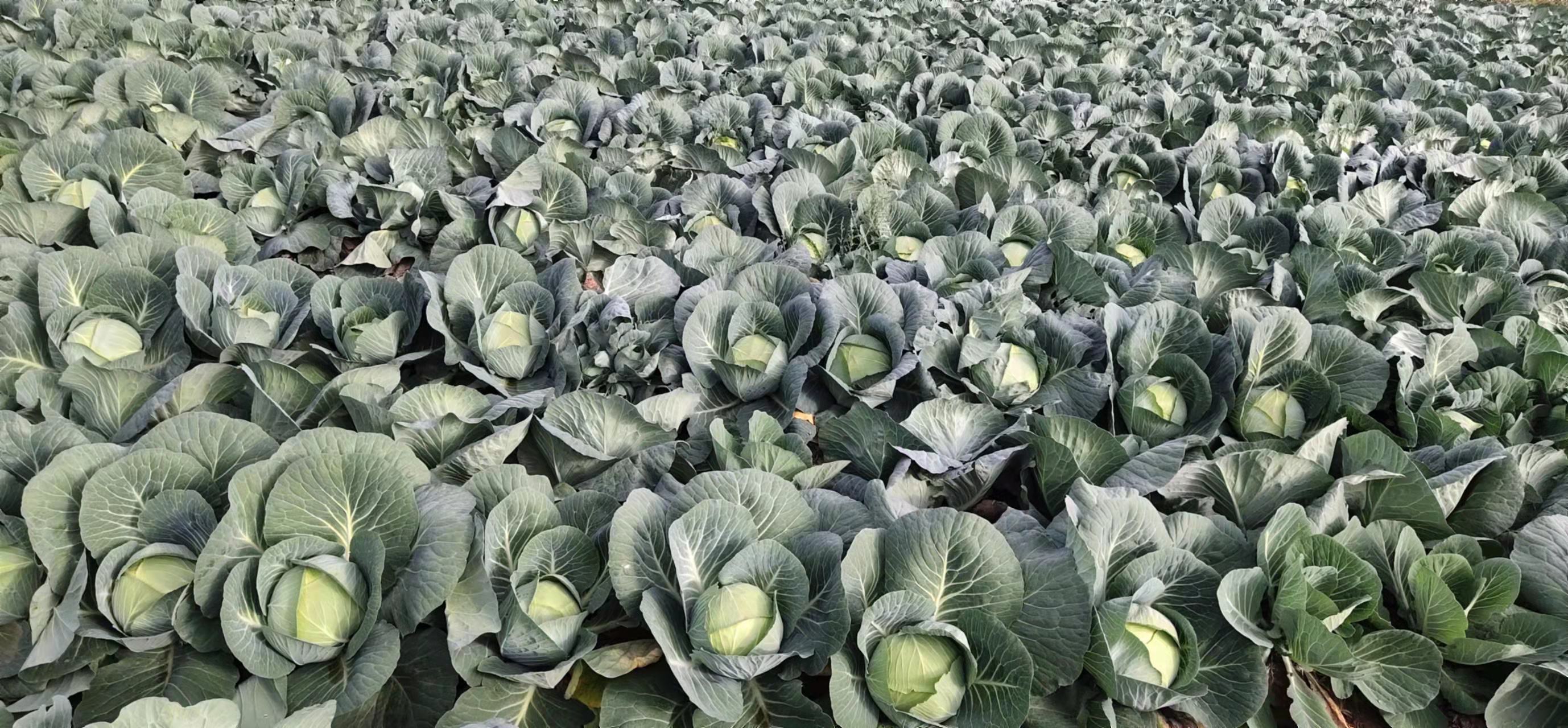 中国地图上标注主要包菜产区,不同颜色区分扁包菜与圆包菜优势区:江苏南通、云南玉溪、四川成都用浅蓝色标记为扁包菜主产区;山东寿光、河北张家口用深绿色标记为圆包菜主产区。配有图例说明,并显示各区域年产量范围 中国主要包菜产区地图示意