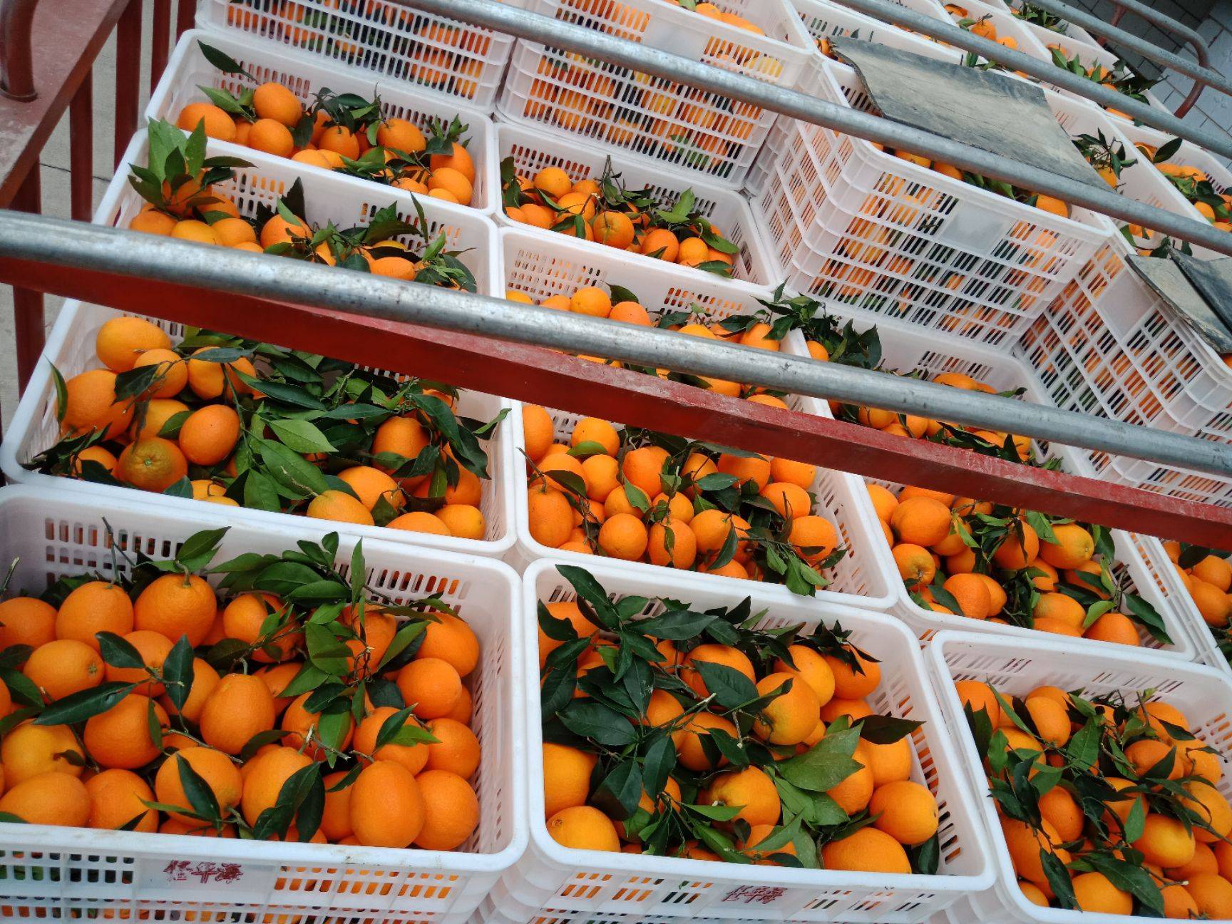 专业柑橘苗圃大棚育苗场景