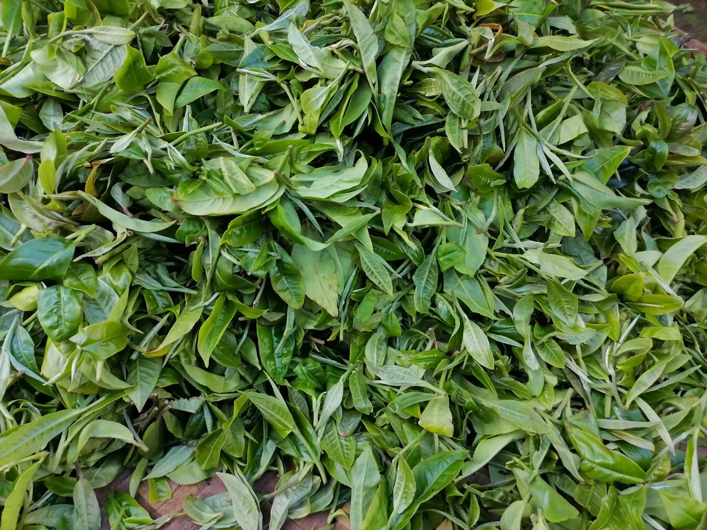 茶叶包装上的绿色食品认证标志