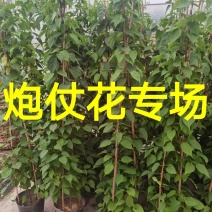 漳州炮仗花批发福建炮仗花价格漳州鞭炮花基地鞭炮花供应