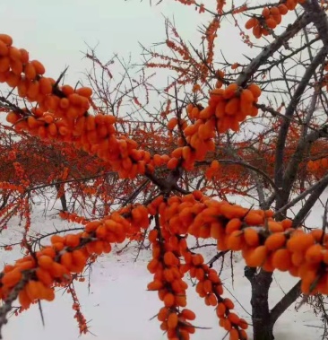 [沙棘果批发]俄罗斯深秋红沙棘果价格320.00元/袋 - 一亩田