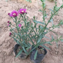 荷兰菊种植基地大量供应荷兰菊50万盆基地直发