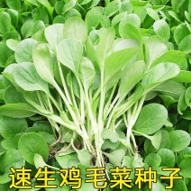 鸡毛菜种子四季播种抗热耐寒蔬菜种子阳台盆栽易种小青菜籽