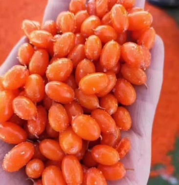 俄罗斯深秋红沙棘大果