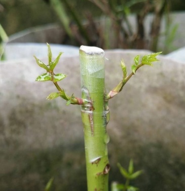 蔷小薇日本白花无刺蔷薇杆子枝条嫁接月季微月棒棒糖砧木容易