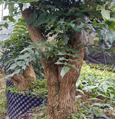 十大功劳刺黄莲地景桩盆栽一亩田线上交易有保障