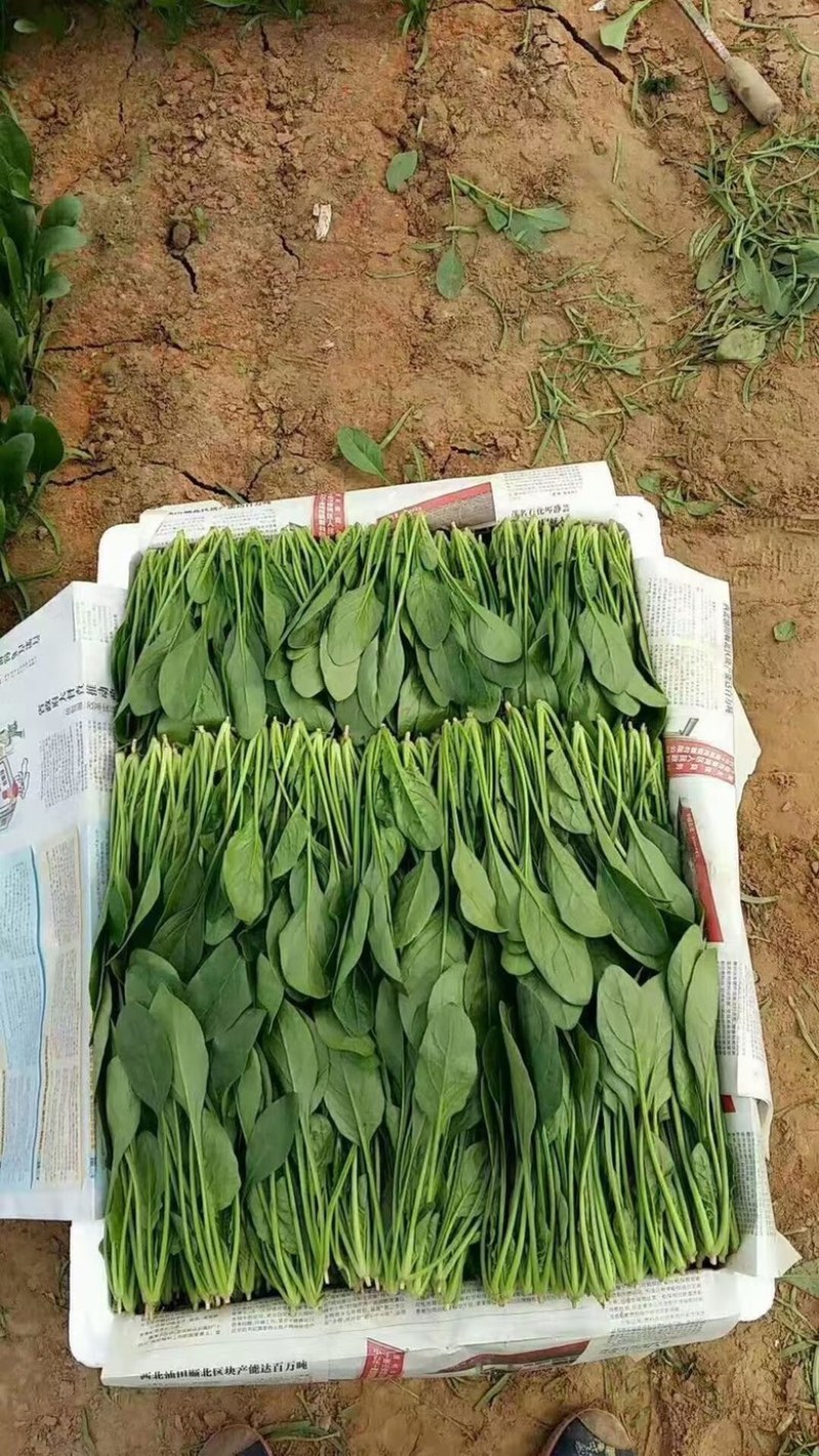 优质精品黑叶菠菜散装捆装常年供货全国发货