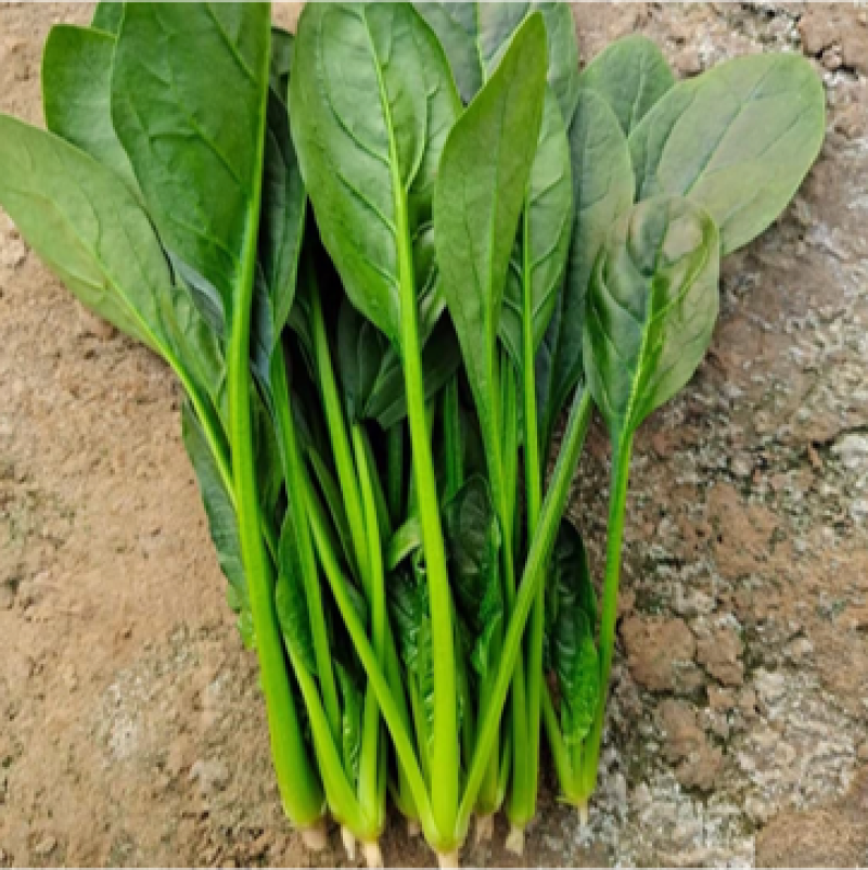 优质精品黑叶菠菜散装捆装常年供货全国发货