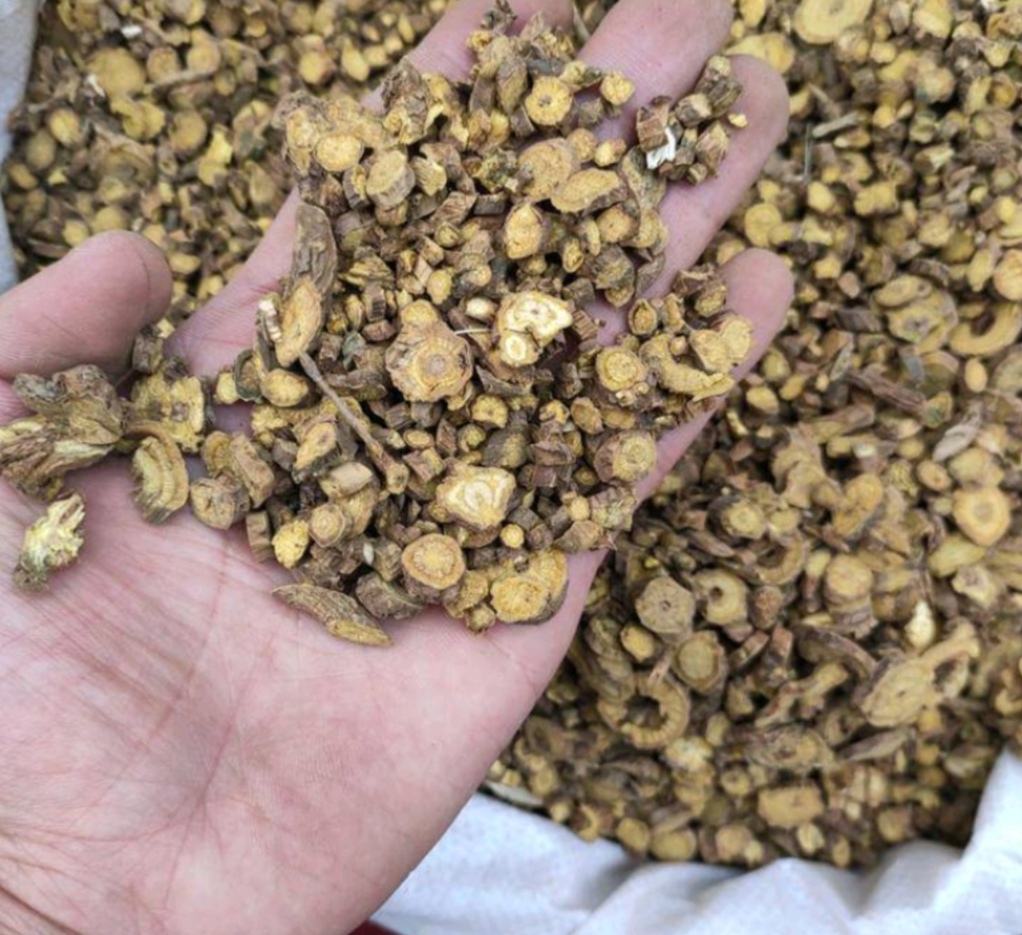 纪实风格摄影:资深中药师戴白手套手持黄芩饮片,在传统木质药斗前进行性状鉴别,背景可见‘黄芩’标签与‘苦寒’手写批注,桌上摆放放大镜、标准比色卡及《中国药典》,展现专业实践中对黄芩寒性属性的严谨确认过程 中医师在药房鉴别黄芩药材场景