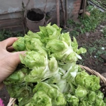 小心子儿菜