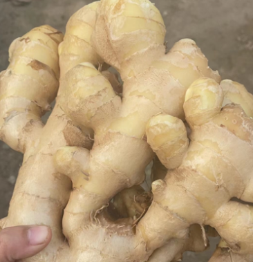 出售优质水洗生姜大黄姜价格美丽
