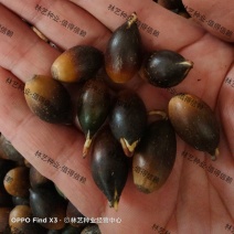 北美美国红橡树栎树白栎娜塔栎猩红栎舒玛栎青冈栎柳叶栎种子