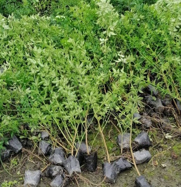 四川成都温江出售大量精品迎春迎春苗迎春花