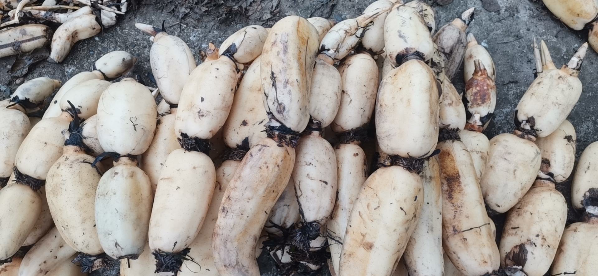 白莲藕种藕特写