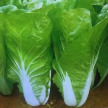 原装快菜种子四季速生耐寒耐热大小白菜籽可阳台盆栽杂交蔬菜