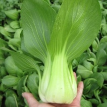 华冠青梗菜种子上海青鸡毛菜阳台盆栽四季速生青菜