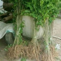紫惠槐，高速路护坡绿化工程用苗规格全大量出售