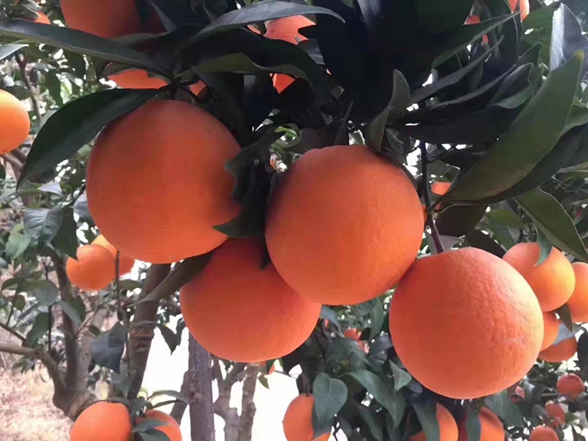 一颗成熟的纽荷尔脐橙,呈椭圆形,果皮为明亮的橙红色,表面光滑有光泽,顶部可见明显的开脐结构,切开后果肉饱满、汁水丰富,果粒清晰可见,背景为田园果园环境 纽荷尔脐橙特写