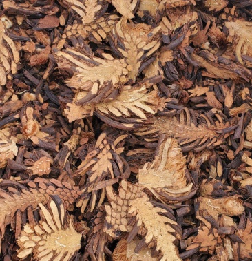 东北绵马贯众野生贯众饮片2021年新货