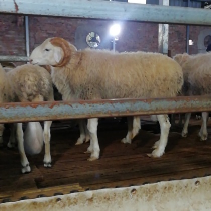 大小随便挑选澳洲白绵羊阿勒泰绵羊