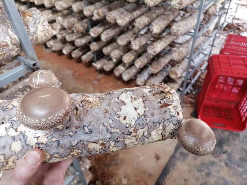 香菇热风干燥过程