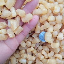 扇贝丁瑶柱各种规格都有质量好无沙一手货源产地直供