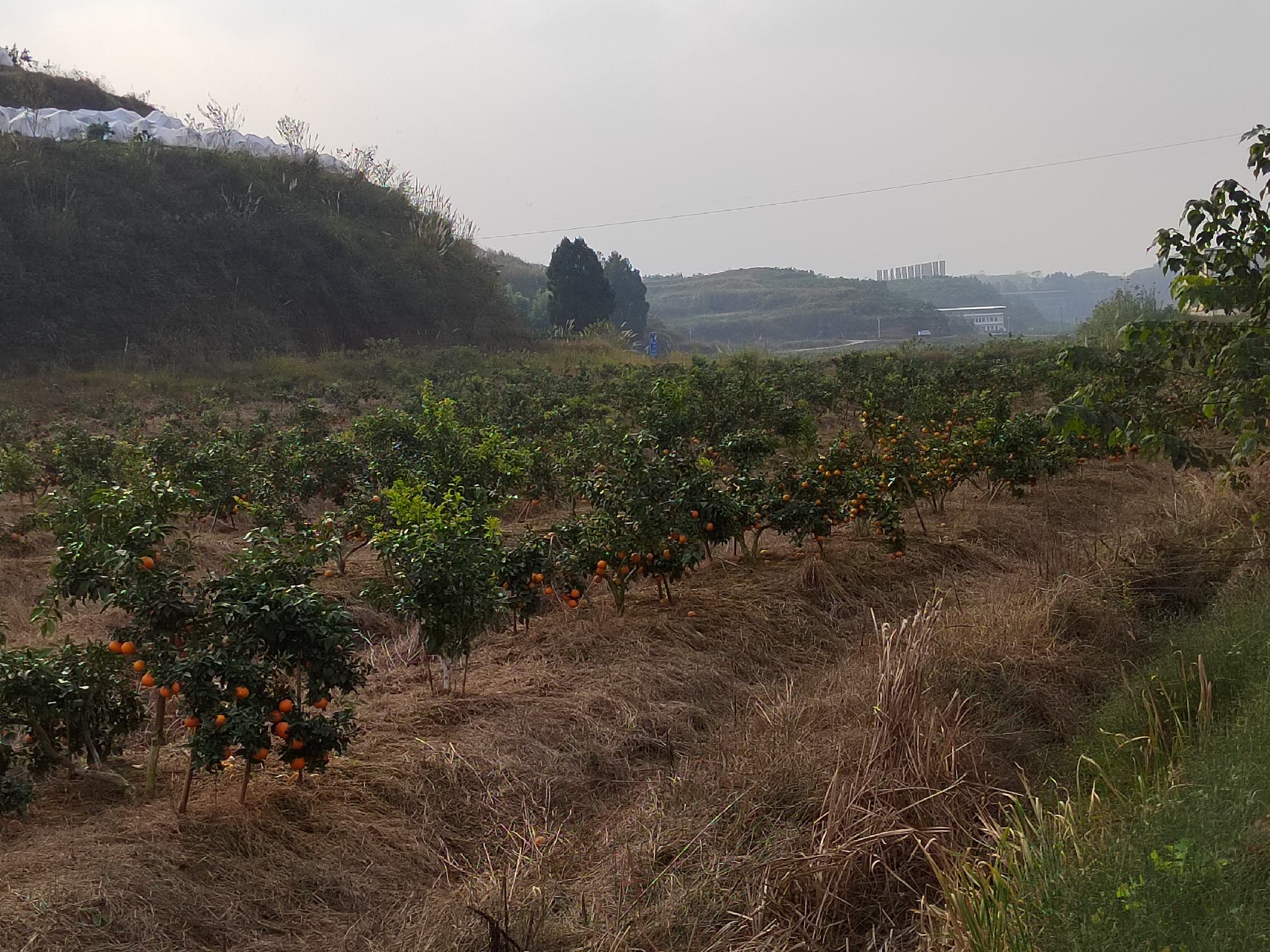 爱媛橙果园实景图