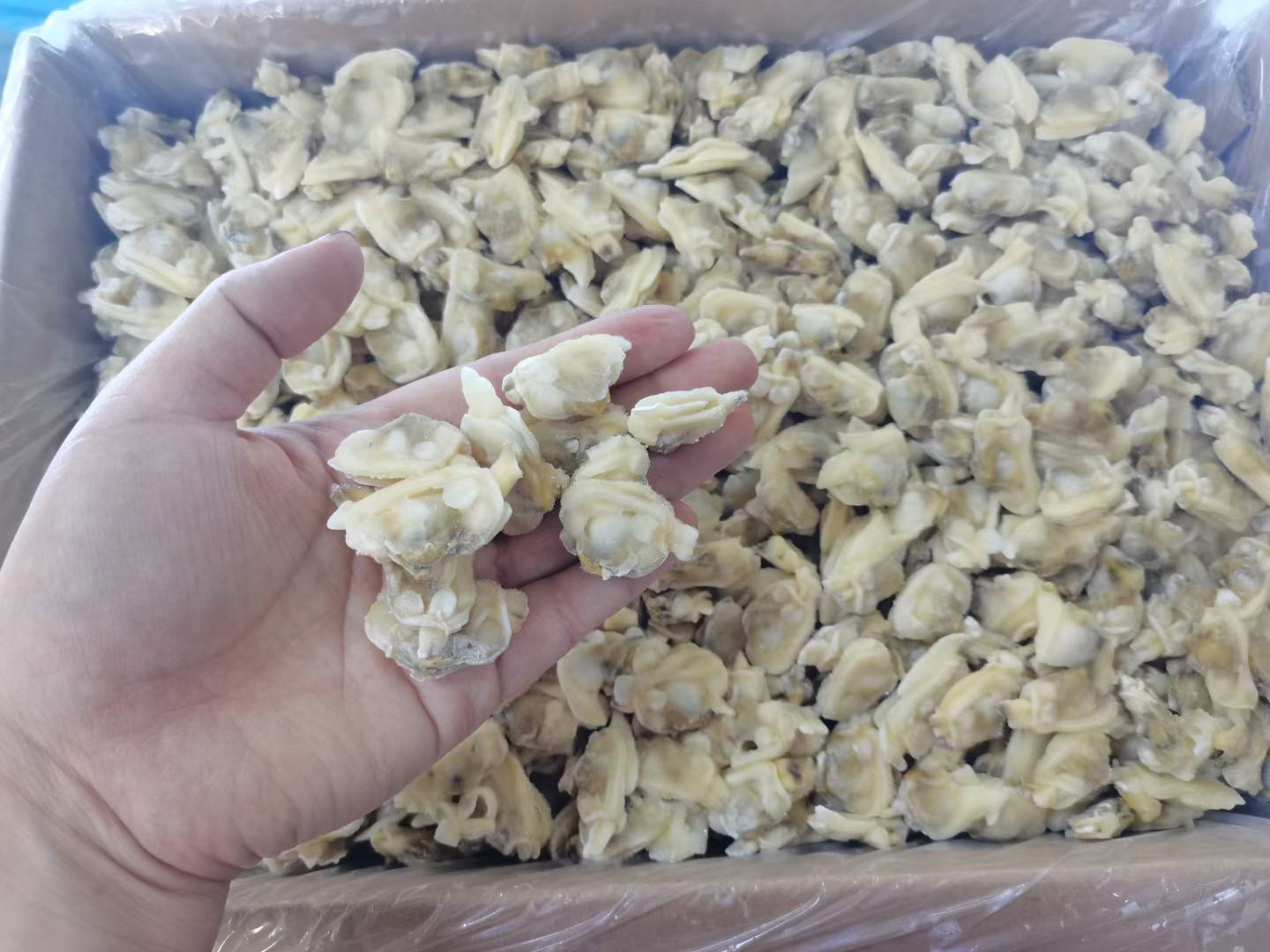 食品营养成分分析实验室实景,专业设备精准测定花蛤矿物质组成,支撑PRAL值科学计算 实验室检测场景:科研人员使用离子色谱仪分析花蛤肌肉组织提取液中的钾、钠、钙、镁、磷离子浓度,电脑屏幕显示清晰峰图与定量数据