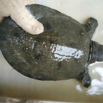 甲鱼