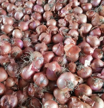 精品红葱头鬼子葱干葱头欢迎选购