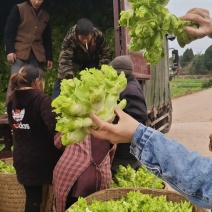 精品儿菜大量上市中（新鲜图片视频）无烂心冲台红顶质量干净