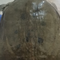 没鲫鱼图片