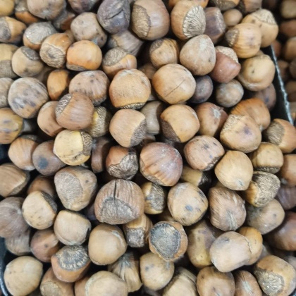 大兴安岭榛子价格行情走势 - 一亩田