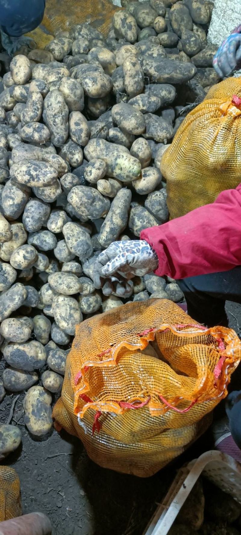 出售荷兰十五土豆种!还有一个新品种芽眼浅,芽眼少!好管理