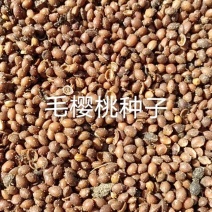 樱桃种子-南洋樱桃辽宁营口供应26年鲜货对接批发零售等
