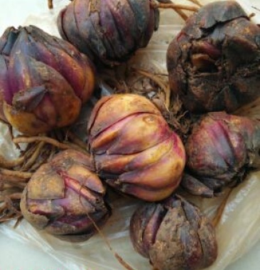 云南野生百合紫百合山百合药用百合