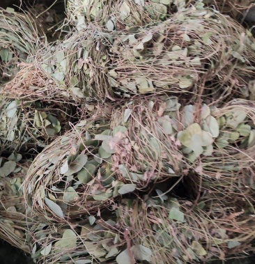 化石草猪腰草新货1公斤起售诚信合作