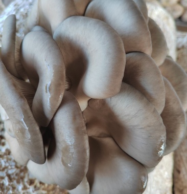 [小黑平菇批发]精品黑平菇上市中价格1.20元/斤 - 一亩田