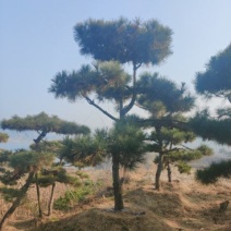 造型松