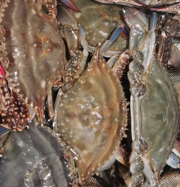 大连东沟飞蟹四两半斤