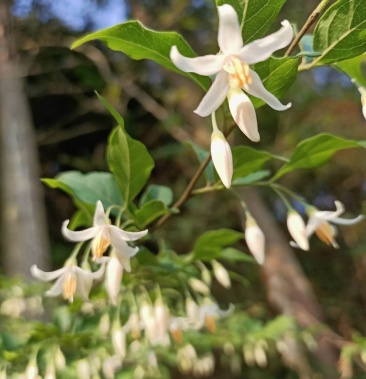 白花龙安息香科灌木种苗园林绿化苗木观赏
