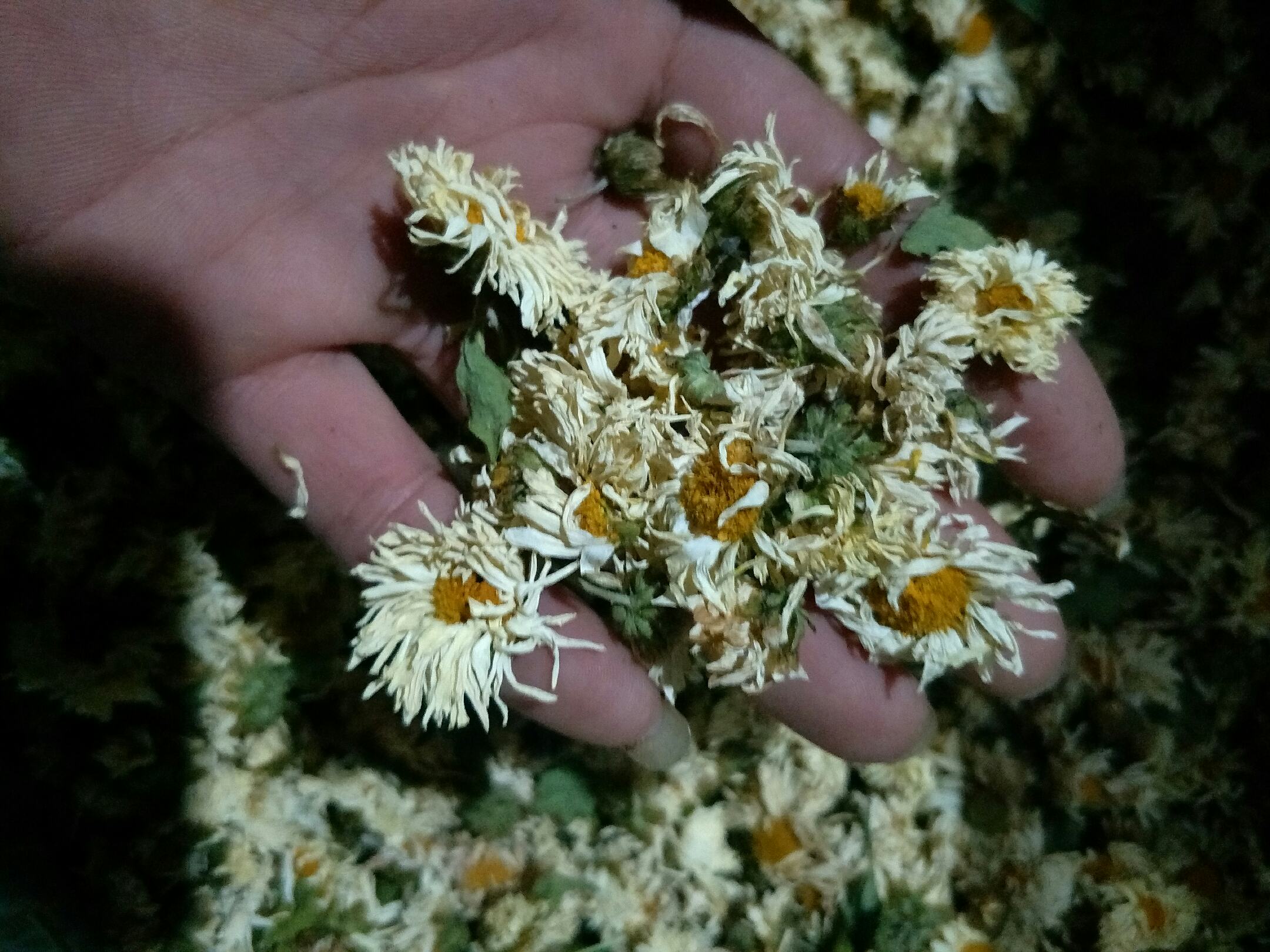 北柴胡泡茶图,展示北柴胡与菊花、玫瑰花搭配泡茶的场景,适合用于养生保健类内容 北柴胡泡茶图