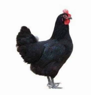 出售淘汰黑凤老母鸡