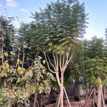 蓝花楹8-10-12-15-分大量现货，需要的老板来电咨询