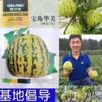 宝岛华美甜瓜种子早熟花皮花豹纹花斑纹甜瓜种子