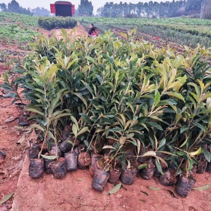 大五星枇杷苗价格行情