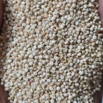 藜麦，白藜麦，黑藜麦，红藜麦，三色藜麦，国产，进口各种
