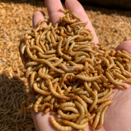 山东济宁产地行情